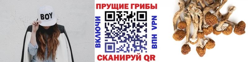 купить наркотики сайты Сызрань Псилоцибиновые грибы Psilocybine cubensis